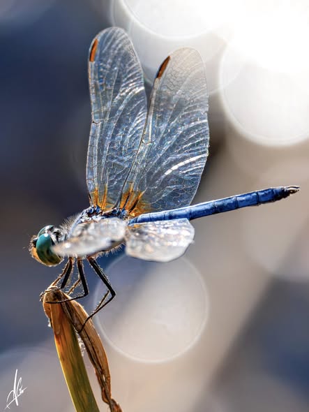 ac 2 cottonwood AZ.jpg